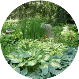 گیاهان باغی