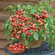 کاشت گوجه فرنگی در خانه