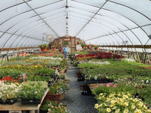 استخدام برای کارآفرینی با پرورش گل و گیاه 