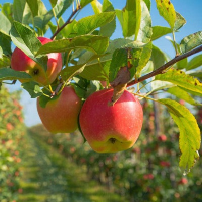 شرایط خاک مناسب درخت سیب چیست؟ - آموزش مجازی نگهداری گل و گیاه جوانه بان