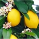 کود برای درخت لیمو